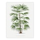 image 1 of Rhapis Flabelliformis Palm Tree Kerchove Wall Art Poster Print 12X16"