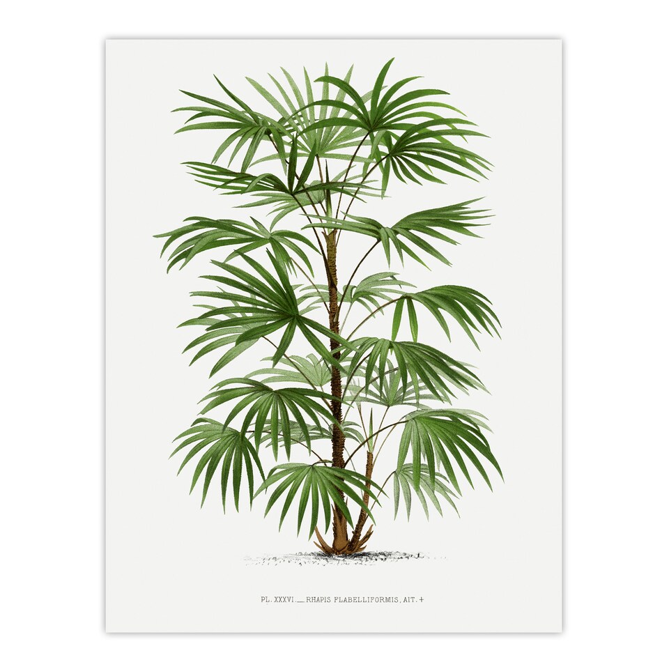 image 1 of Rhapis Flabelliformis Palm Tree Kerchove Wall Art Poster Print 12X16"