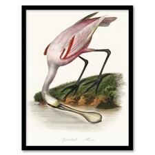 Roseate Spoonbill Couaihac Vintage Framed Wall Art Print 12X16"