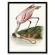 image 1 of Roseate Spoonbill Couaihac Vintage Framed Wall Art Print 12X16"