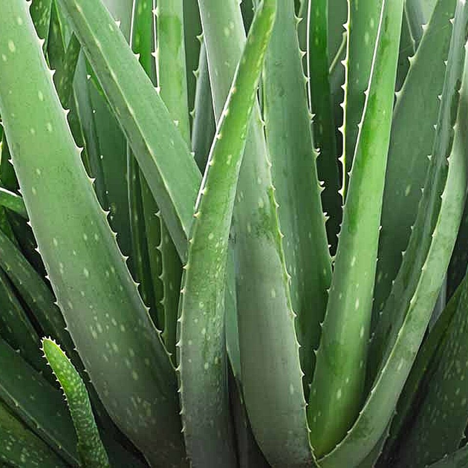 image 1 of Carbeth Plants Aloe Vera Plant with White Decorative Pot - Ideal Houseplant for Home & Office