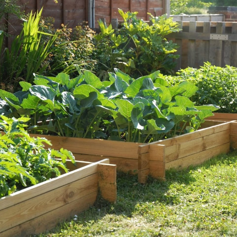 image 1 of 200L Chamberlain Garden Wooden Raised Grow Bed  100cm x 100cm