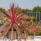 image 3 of Marshalls Garden Cordyline 'Charlie Boy' Variegated Pink and Burgundy Evergreen Shrub 9cm