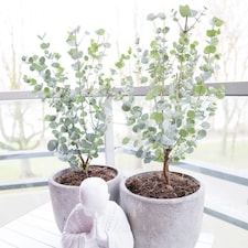 Eucalyptus gunnii Azura 15cm Potted Plant x 1