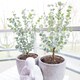 image 1 of Eucalyptus gunnii Azura 15cm Potted Plant x 1