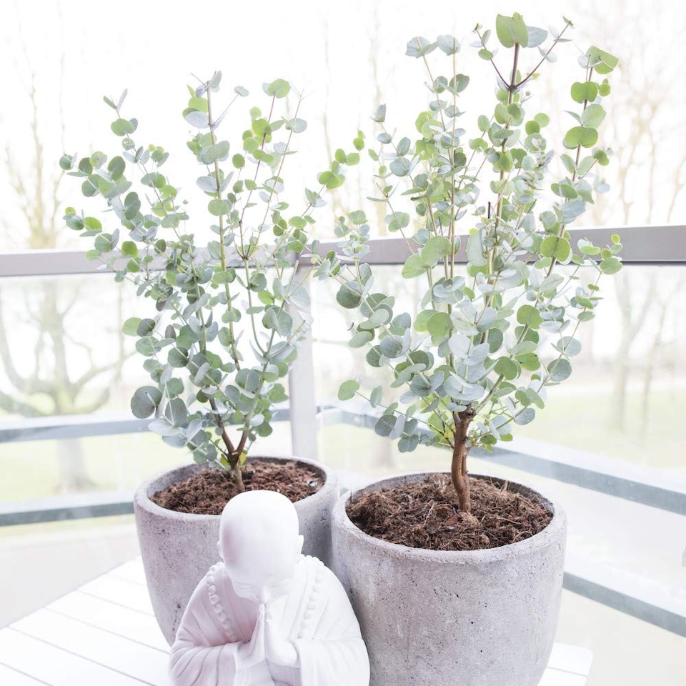 image 1 of Eucalyptus gunnii Azura 15cm Potted Plant x 1
