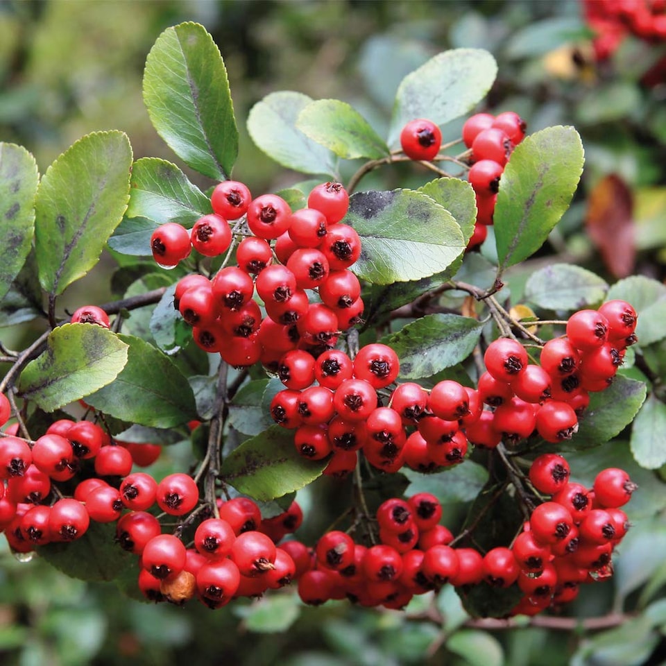 image 1 of Pyracantha Orange Glow 3 Litre Potted Plant x 1