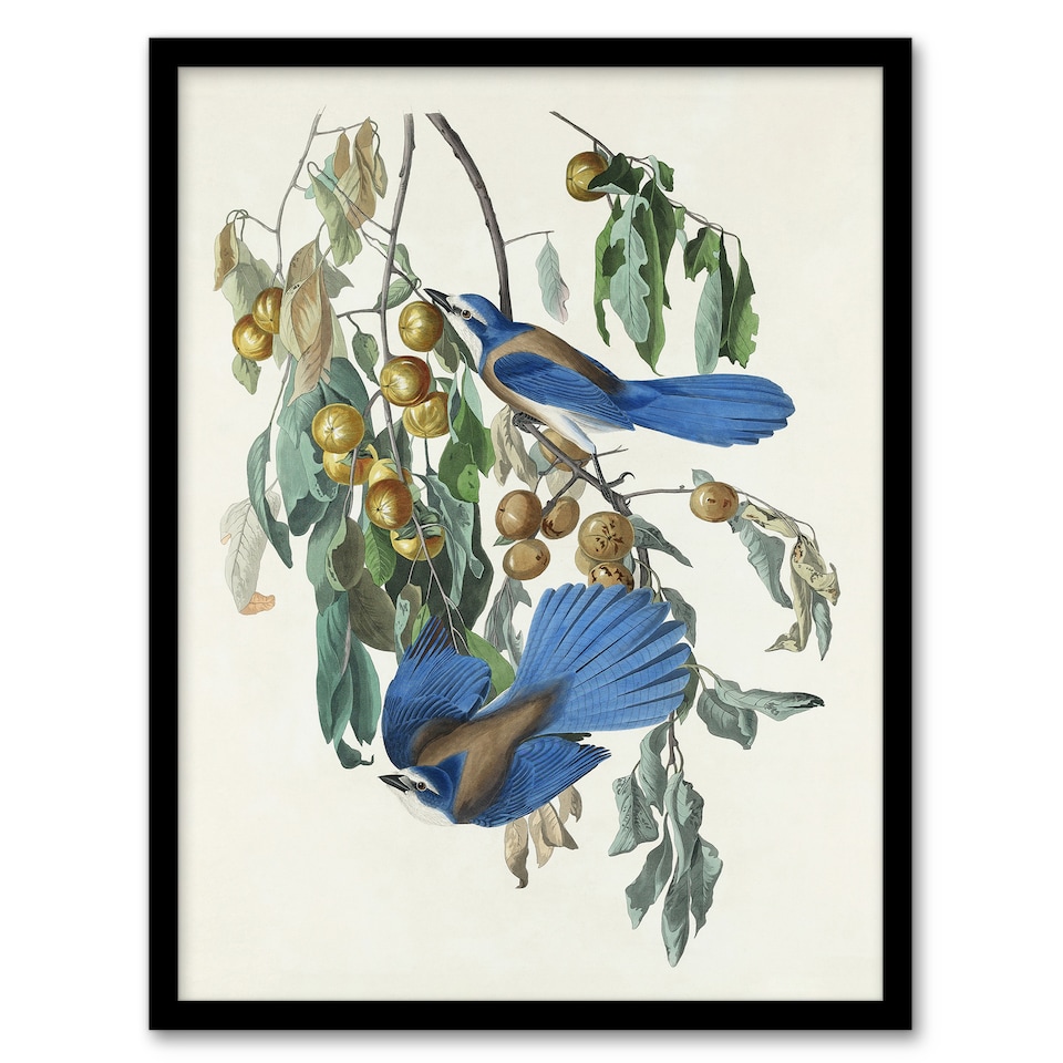 image 1 of Florida Jay and Persimmon Tree Audubon Nature Framed Wall Art Print 12X16"