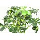 image 3 of 70cm Artificial Twisted Stem Modern Arboricola Artificial Plant Bonsai Bush Botanik