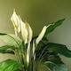 image 2 of Spathiphyllum White Lily 60cm