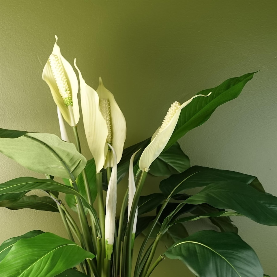 image 1 of Spathiphyllum White Lily 60cm