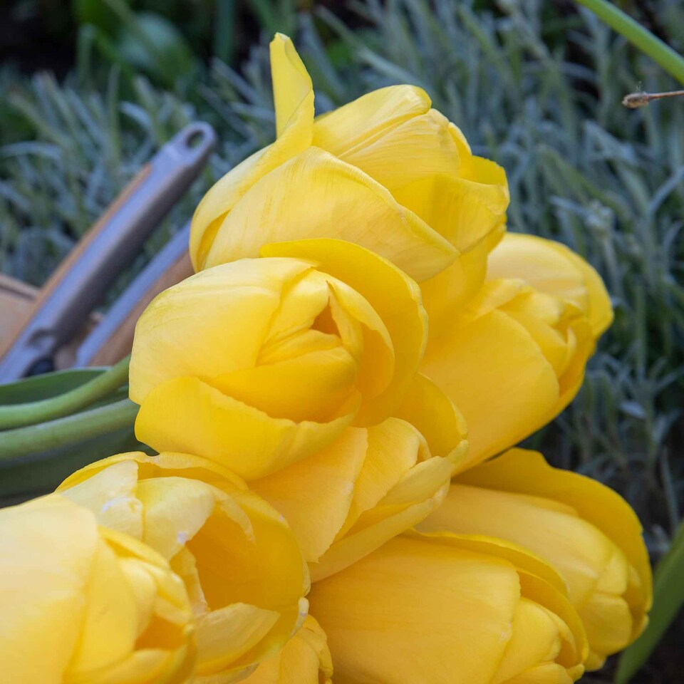 image 1 of Marshalls Garden Tulip Bulbs 'World Friendship' – Primrose Yellow, Pack of 10