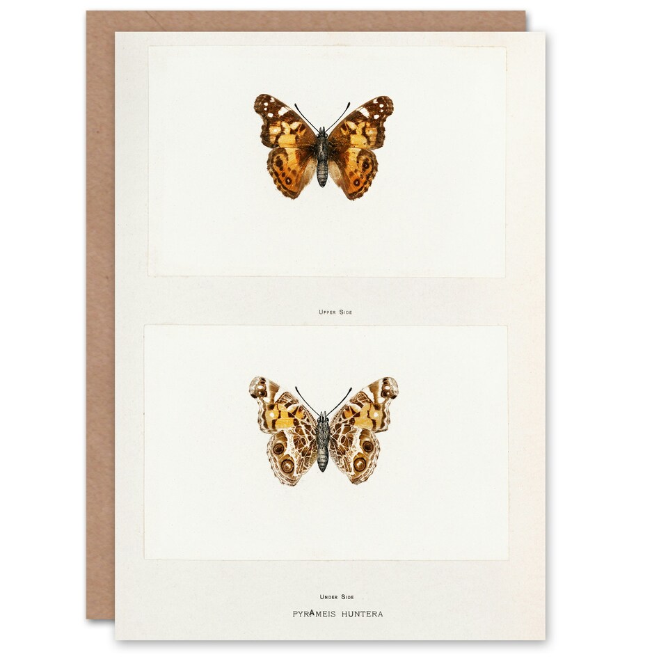 image 1 of Sherman Denton Art Card Brazilian Lady Vintage Butterfly Illustration