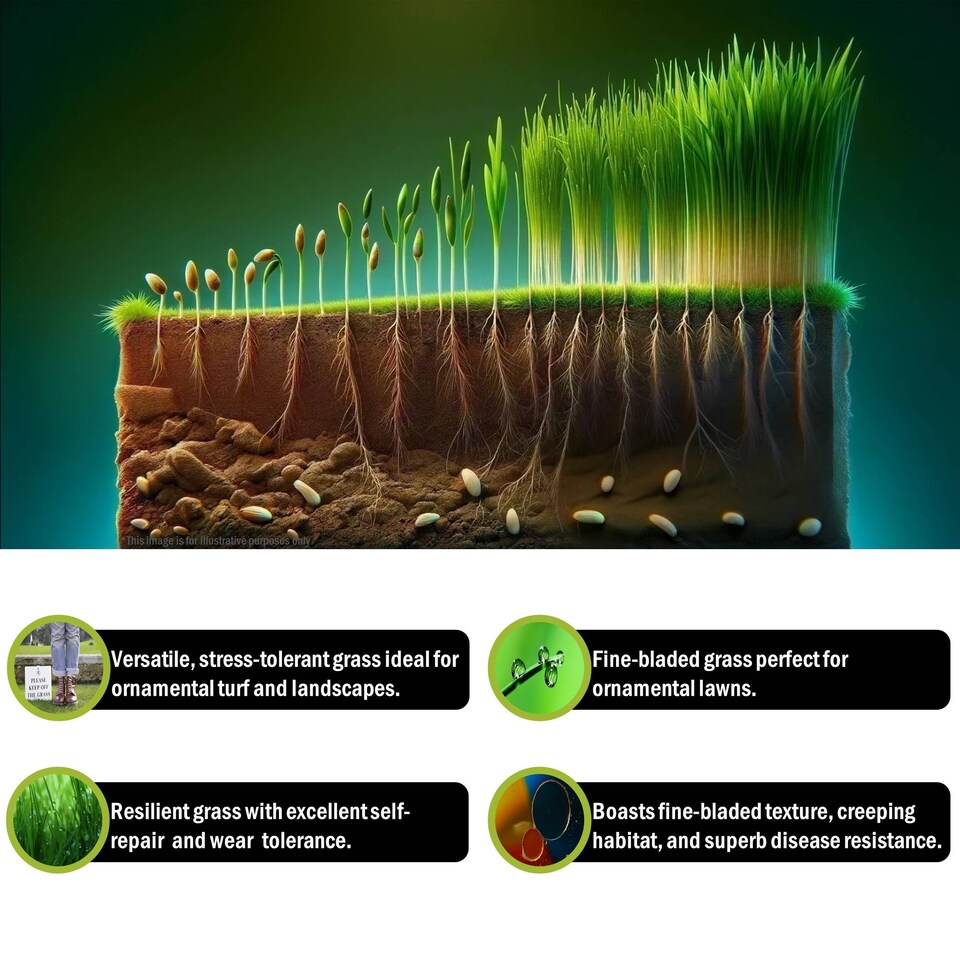 image 1 of Pegdev Smart Lawn Grass Seed High Yield Resilient Versatile Ideal for Gardens 2.5kg