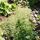 image 4 of Carbeth Plants Heuchera Apple Crisp Plant in 3L Pot - Hardy Perennial with Colourful Foliage