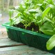 image 3 of Gro-Sure Visiroot Seed Trays 4 Pack Transparent RPET Propagation Trays