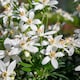 image 3 of Marshalls Garden Choisya 'White Dazzler' - 3 x 9cm potted shrubs