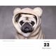 image 5 of Pugs Desk Calendar 2026, Desk Calendars, Day To View, Dogs, Gift