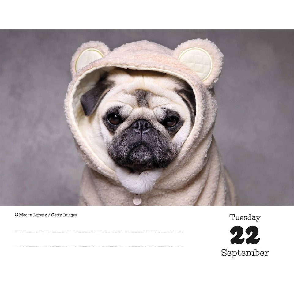 image 1 of Pugs Desk Calendar 2026, Desk Calendars, Day To View, Dogs, Gift