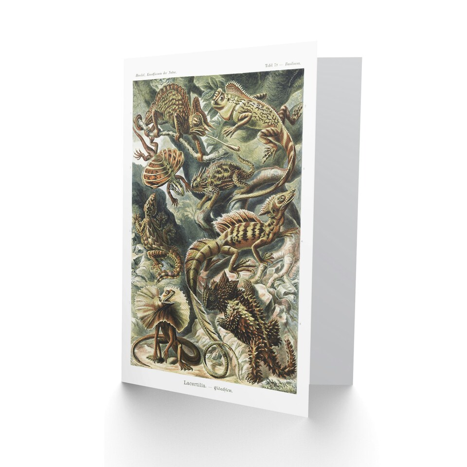 image 1 of Ernst Haeckel Art Card Lacertilia Reptile Lizard Species