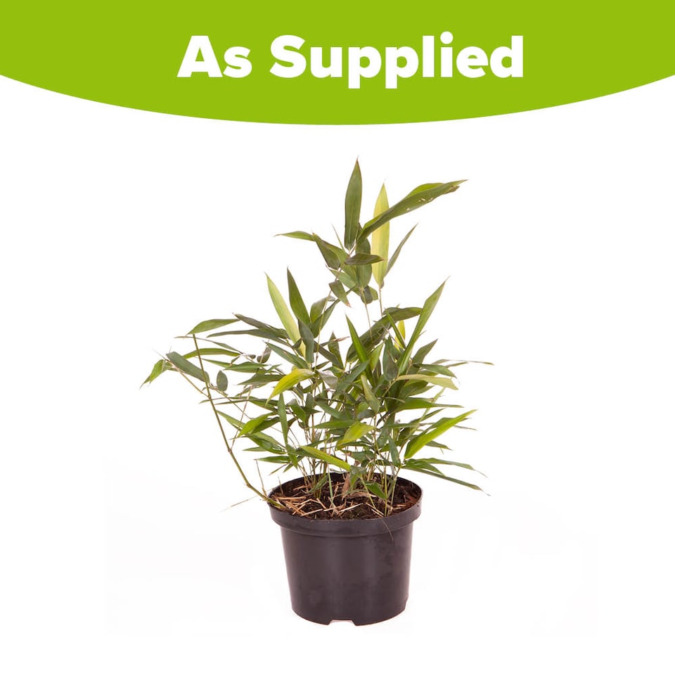 image 1 of YouGarden Black Bamboo, Established Garden Plant, Phyllostachys in 3L Pot, 50-80cm Tall Plant, Ready to Plant Out