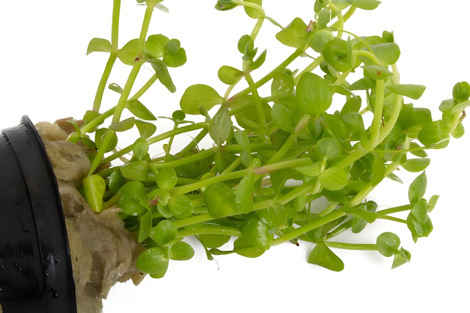 image 1 of Baby Tears (Lindernia rotundifolia) - Live Aquarium Plant for Midground Planting, No CO2 Needed - Fish Tank Plant