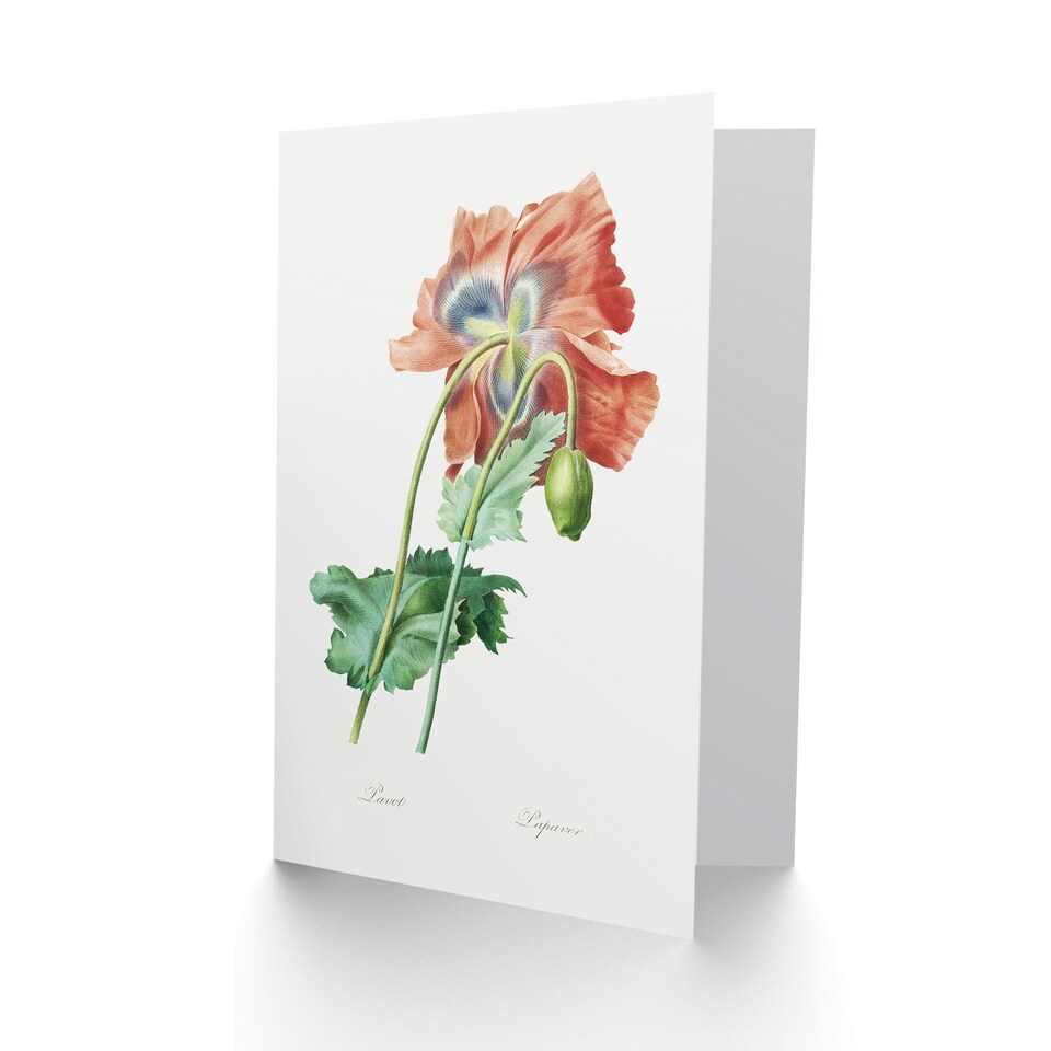 image 1 of Pierre-Joseph Redouté Art Card Poppy Flower Vintage Botanical