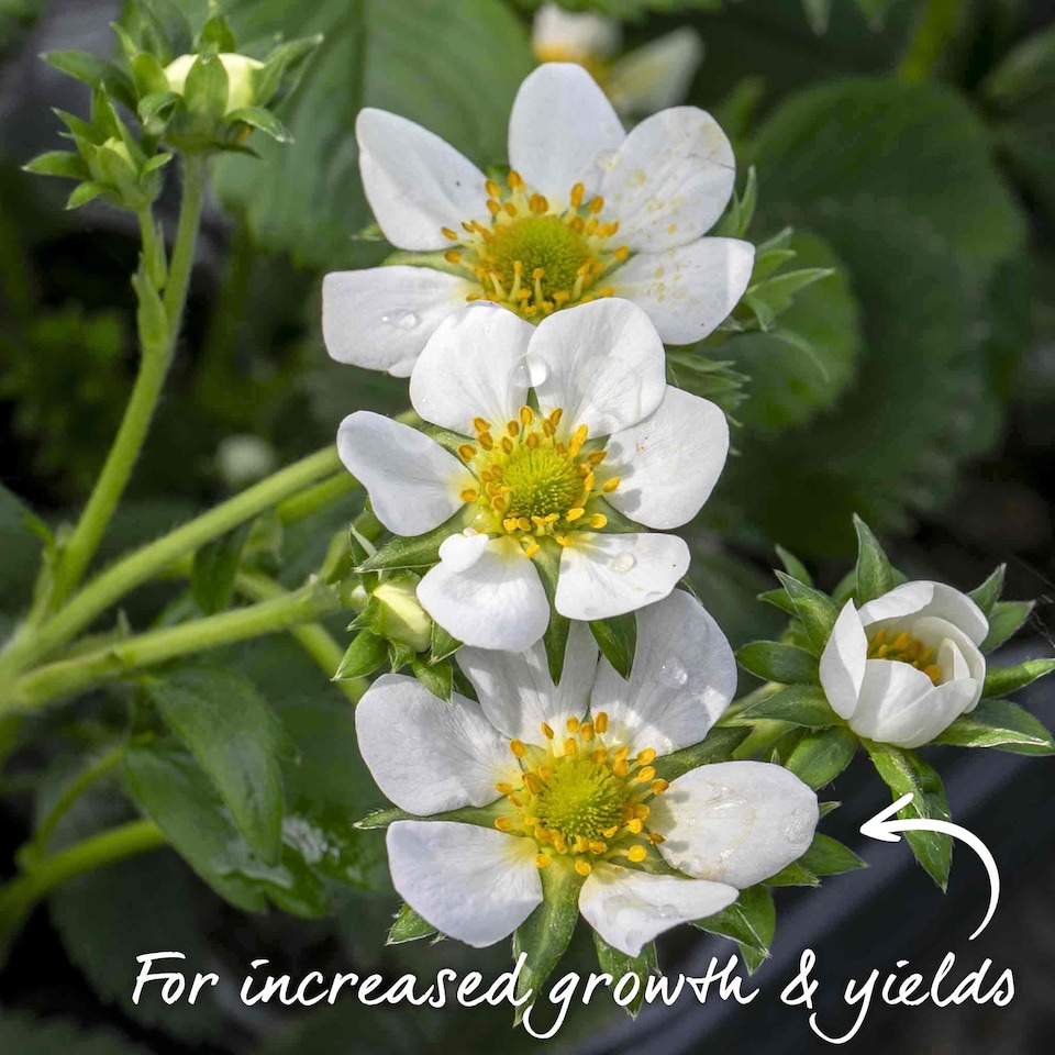 image 1 of Marshalls Garden Strawberry 'Malling Centenary' Premium 10 bare-Root Plants