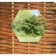image 4 of Primrose Set of 4 Small Hexagonal Silver Outdoor Mirrors 11in