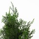 image 3 of Cypress Topiary Tree Artificial 90cm Plant | Green | One Size