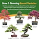 image 4 of Pronto Seed Grow Your Own Bonsai Tree Kit - 5 Bonsai Seed Varieties - Gardening Gifts for Men and Women