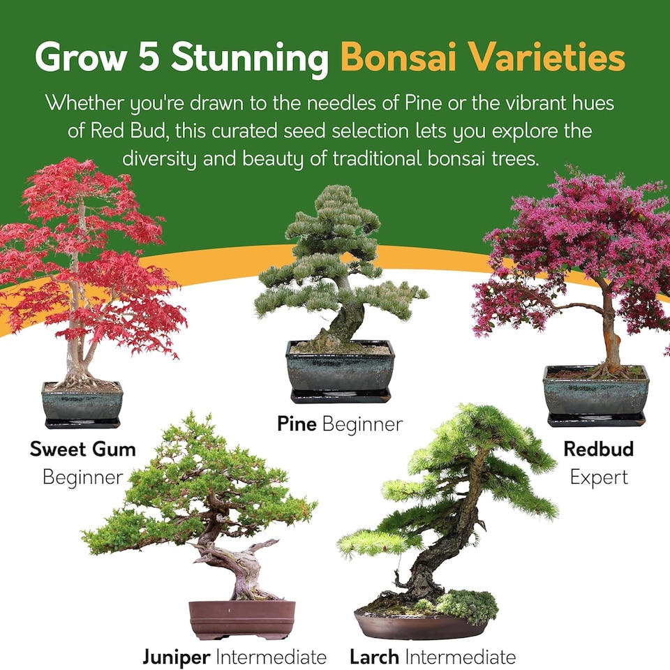 image 1 of Pronto Seed Grow Your Own Bonsai Tree Kit - 5 Bonsai Seed Varieties - Gardening Gifts for Men and Women