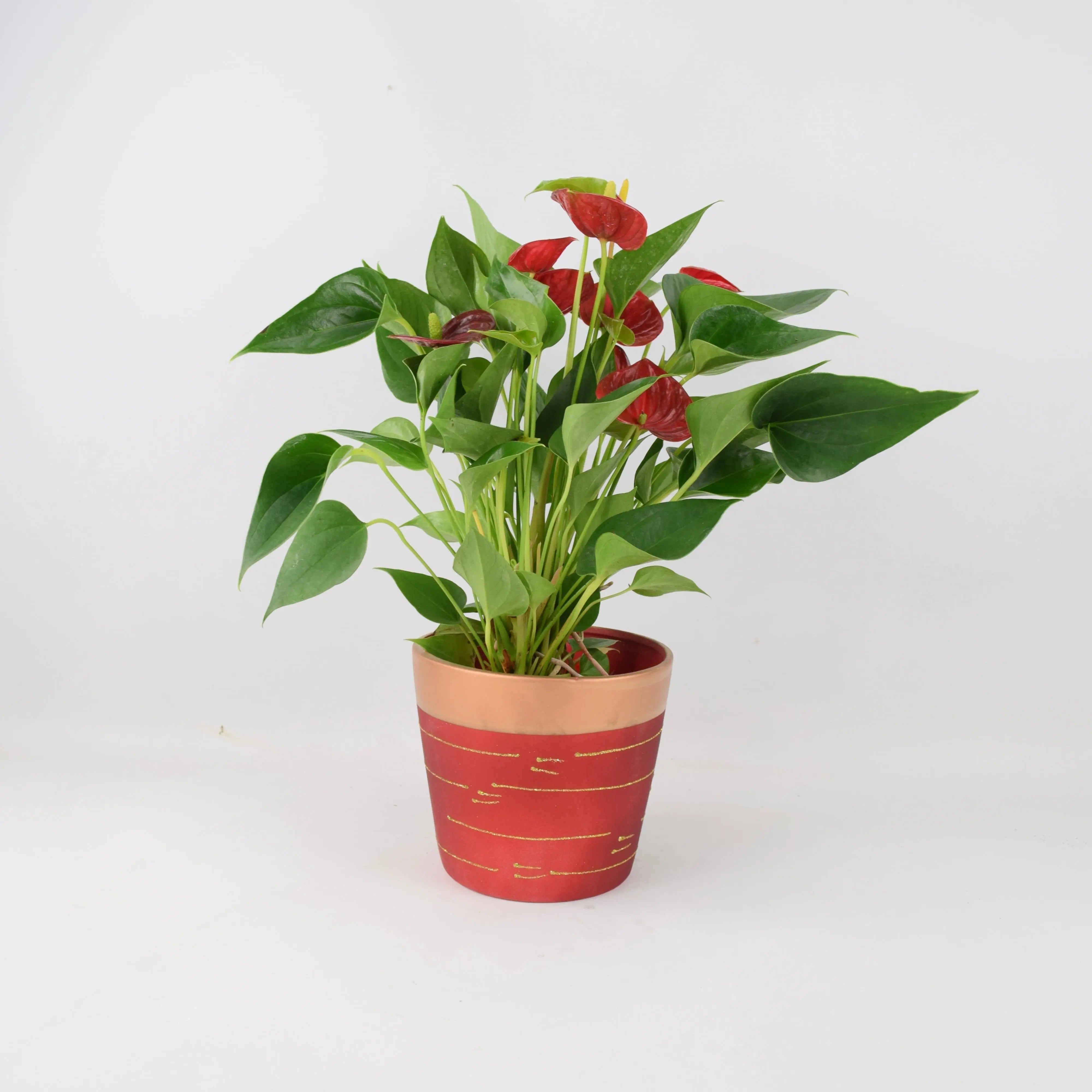 Anthurium Red Flamingo Flower in 12cm Red & Gold Pot Indoor Gift