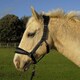 image 1 of Rhinegold Star Spangled Headcollar & Rope Set Black | Size: Pony
Colour: Black