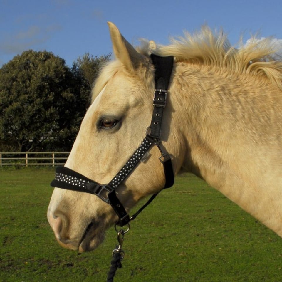 image 1 of Rhinegold Star Spangled Headcollar & Rope Set Black | Size: Pony
Colour: Black