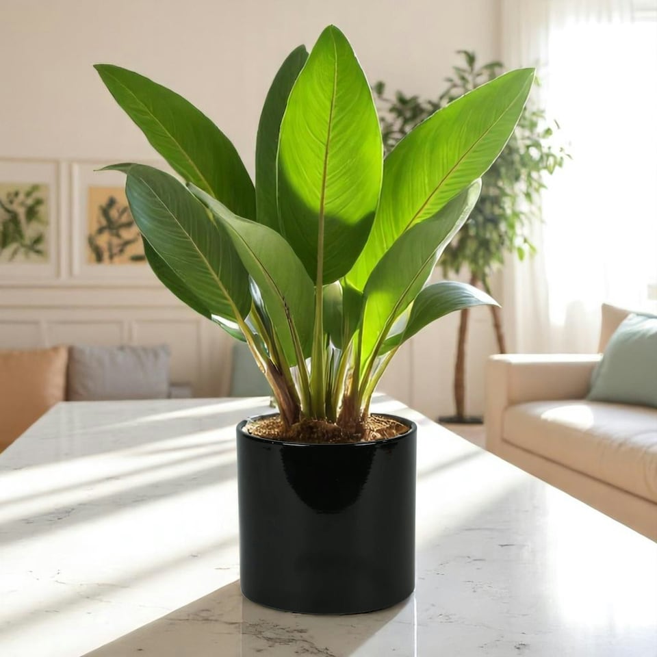 image 1 of Modern Glossy Black Ceramic Indoor Planter, Cachepot (H17 x W17.5cm) Black