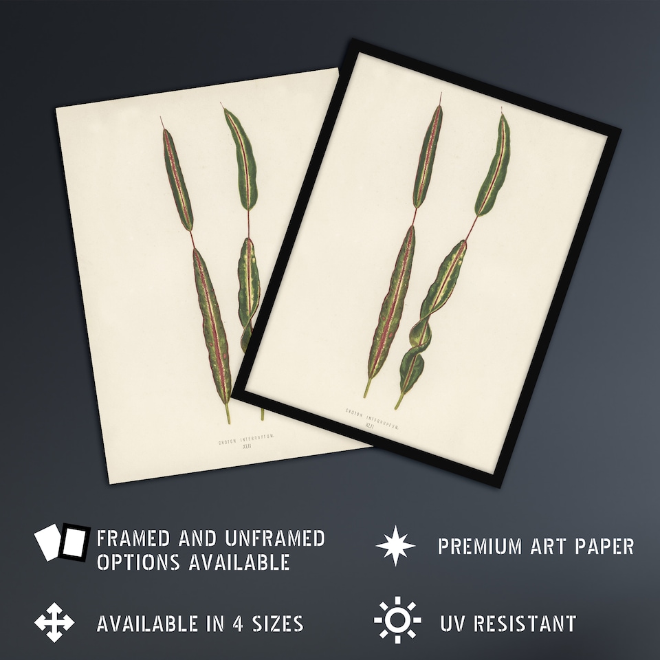 image 1 of Vintage Botanical Croton Interruptum Leaf Fawcett Wall Art Poster Print