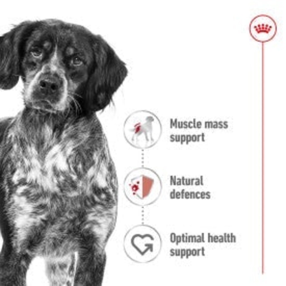 image 1 of Royal Canin Medium Dry Adult Dog Food 3kg