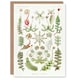 image 1 of Ernst Haeckel Art Card Hepatica Plant Vintage Floral
