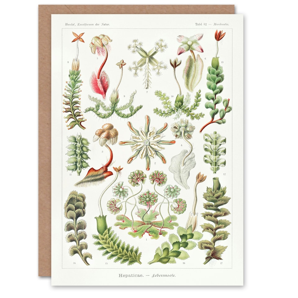 image 1 of Ernst Haeckel Art Card Hepatica Plant Vintage Floral