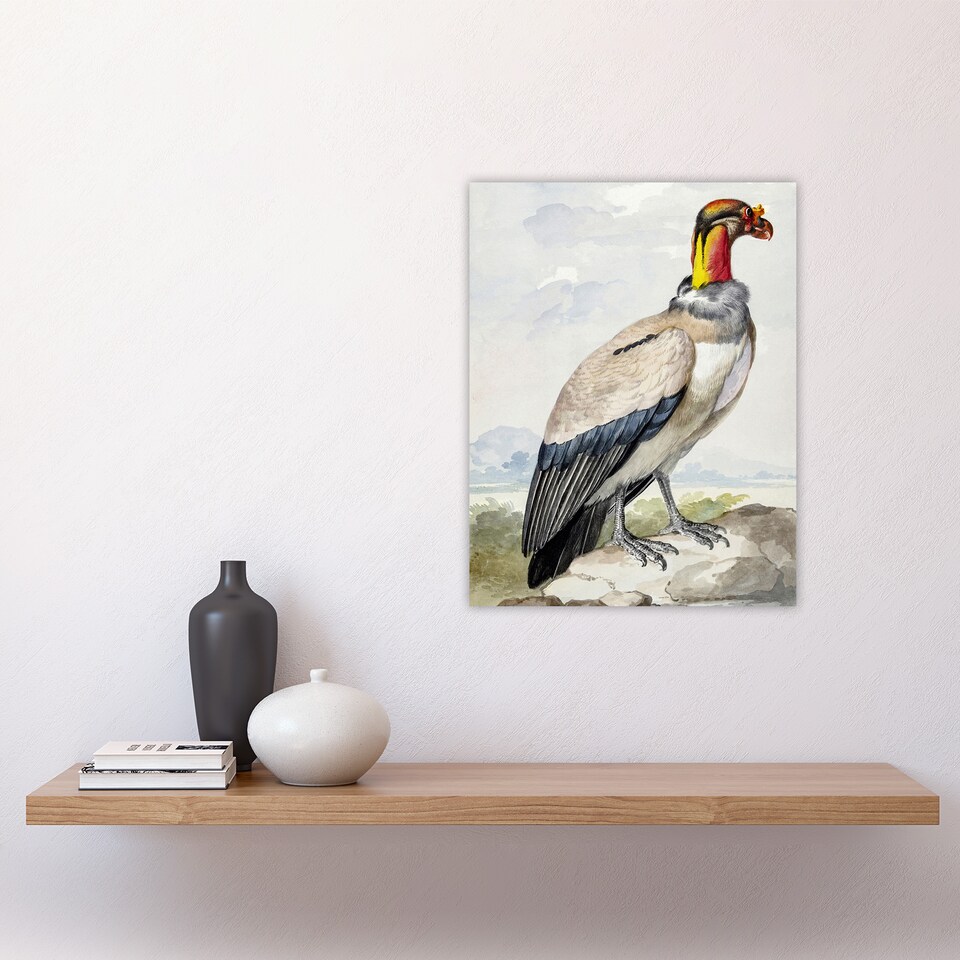King Vulture Bird Vintage Watercolour Schouman Wall Art Poster Print ...