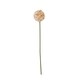 image 1 of The Natural Garden Collection White & Apricot Allium - Artificial Flower (Single Stem) - Plastic - H56 cm - White