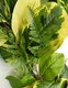 image 4 of 180cm Artificial Garland Trailing Hanging Golden Ficus Plant