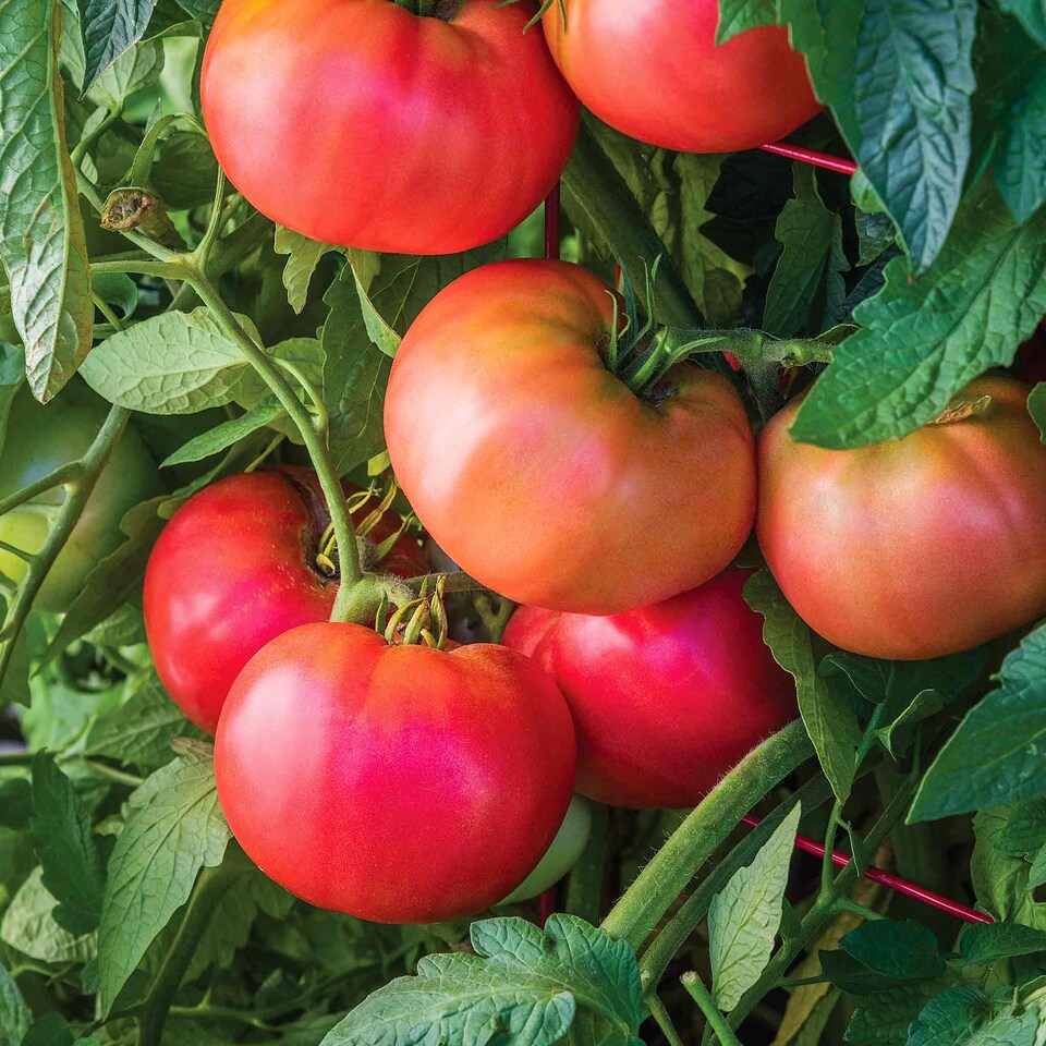 image 1 of Marshalls Garden Tomato Seeds 'Rose Crush' 10 Seeds