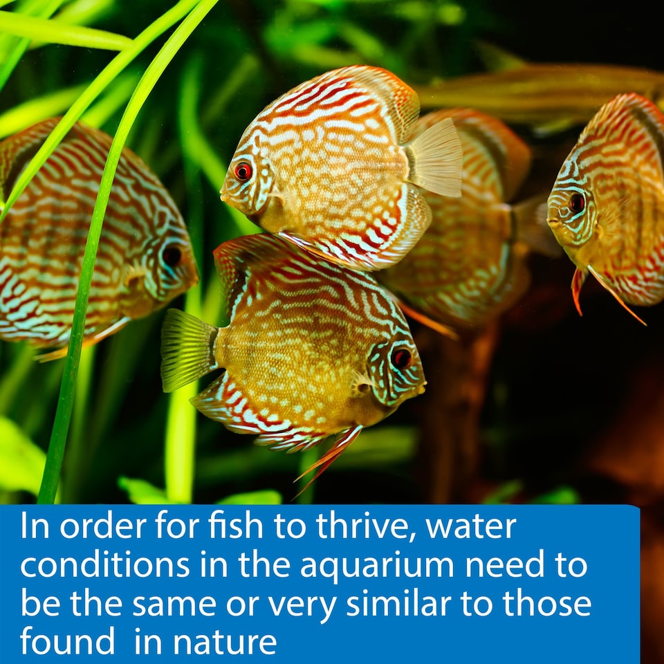 image 1 of API pH Test Strips (25 Pack) Wide Range Dip & Read pH Testing for Fresh & Saltwater Aquarium Test Kit