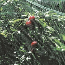 Primrose Plant Protection Net 8m x 4m Green