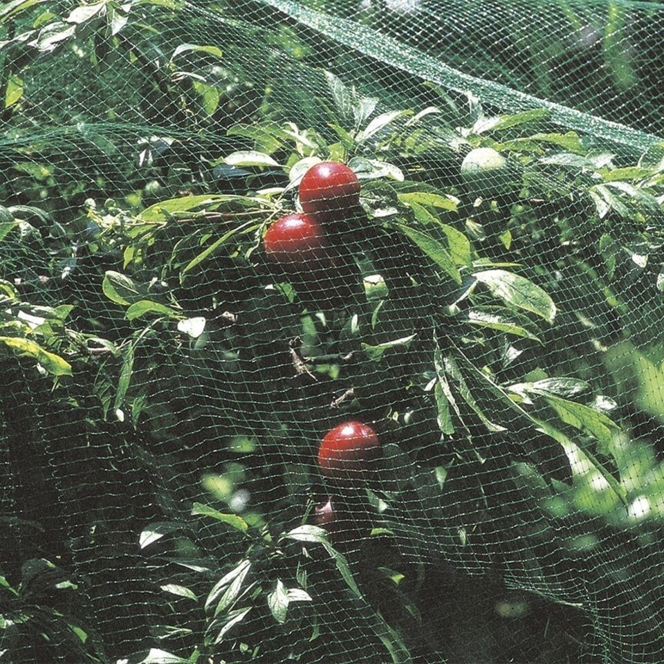 Primrose Plant Protection Net 8m x 4m Green