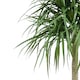 image 2 of 180cm Dracaena Realistic Artificial Tree