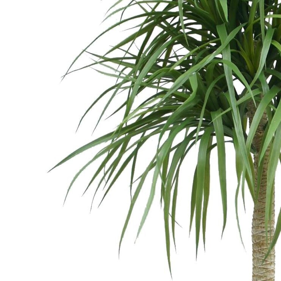 image 1 of 180cm Dracaena Realistic Artificial Tree