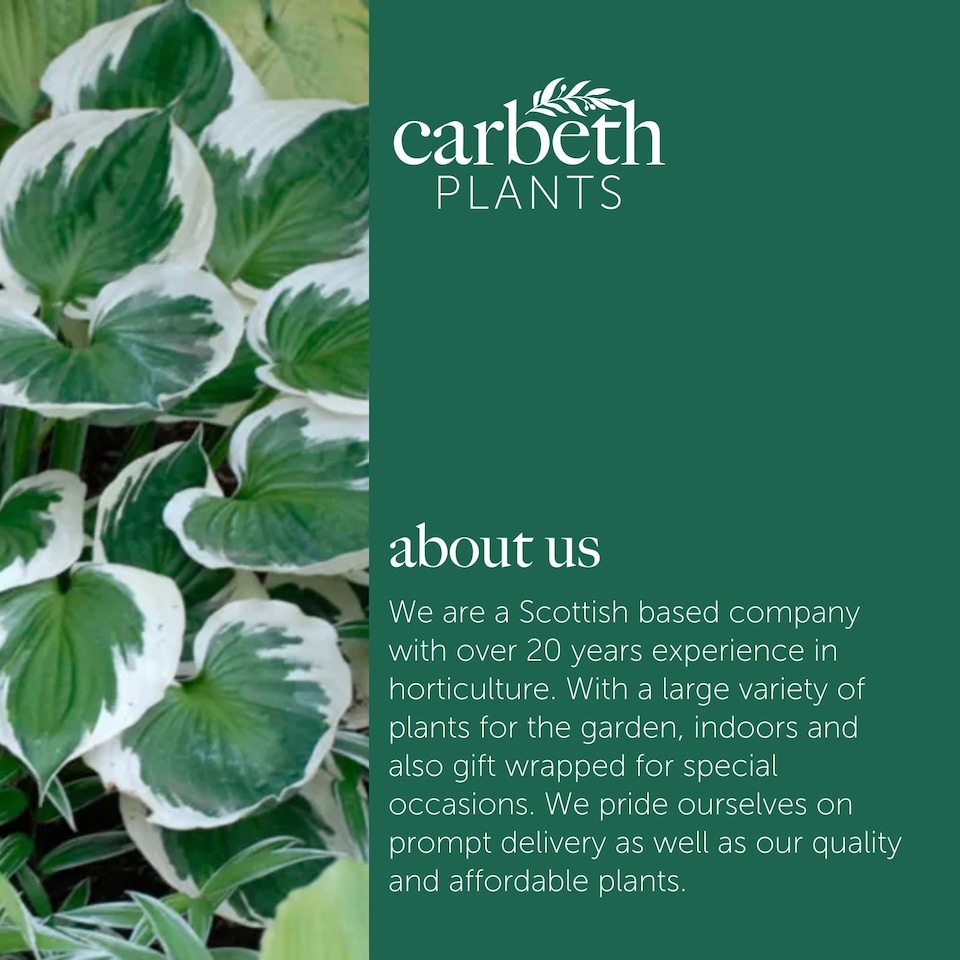 image 1 of Carbeth Plants Hosta Minuteman 3 x 9cm Pots - Hardy Lavender Summer Outdoor Perennial Garden Ready Shrub for Shaded Borders & Containers